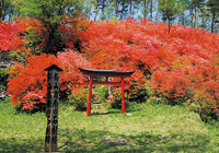 新山高原